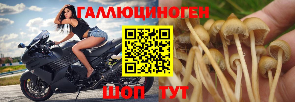 Сыктывкар  Галлюциногенные грибы GOLDEN TEACHER  Галлюциногенные грибы прущие грибы  Вход с VPN 
